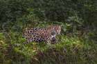 Jaguar along the river banks of Cuiaba River, Pantanal, Brazil. Art Print